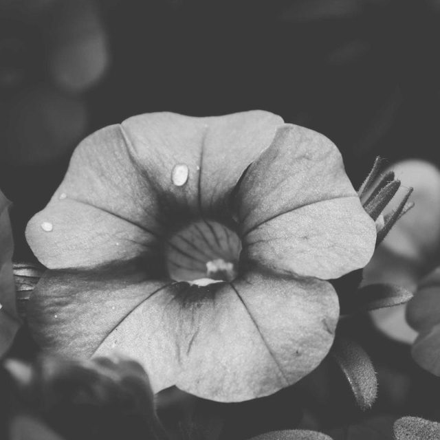 Black-and-white photo of a petunia flower